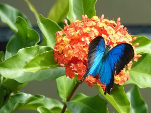 ulysses-butterfly-peter-boothby