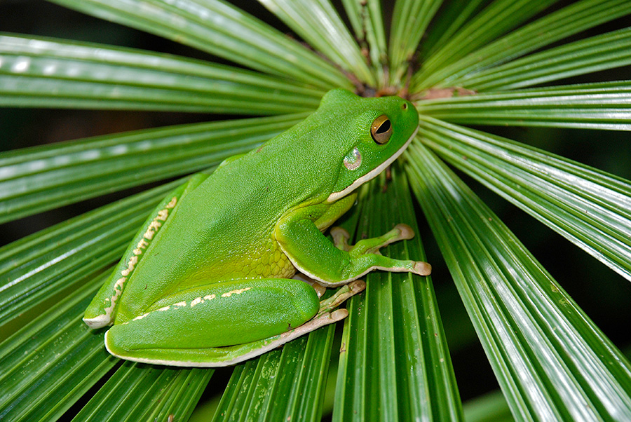 white lipped green tree frog