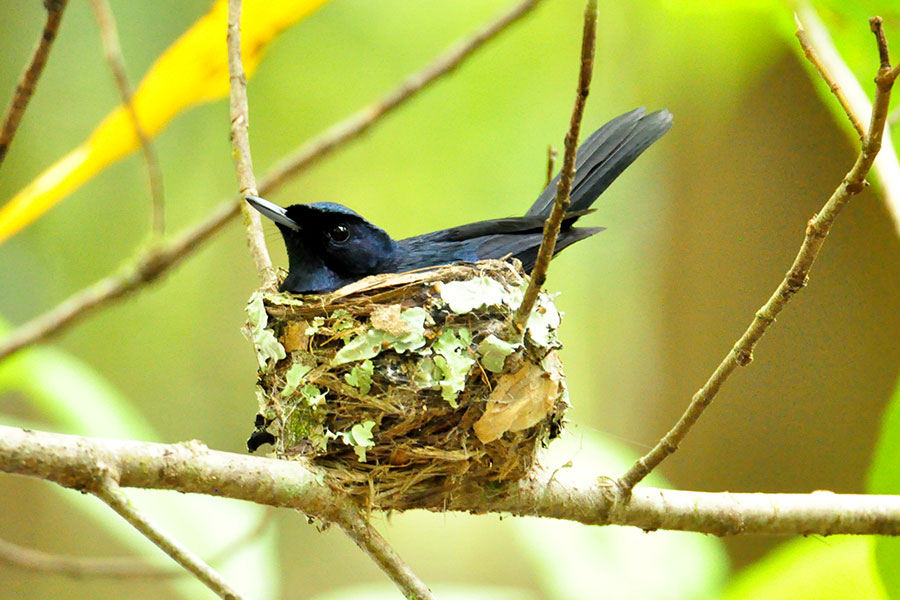 web-shining-flycatcher-male-on-nest-004