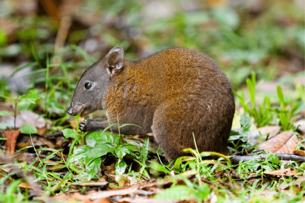 Musky Rat Kangaroo © Tim Graham Photography