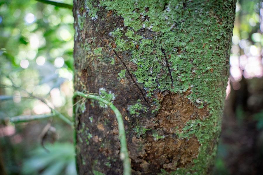 Tree Kangaroo Markings at Lot 18 (Credit: Martin Stringer)