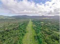 New Native Daintree Nursery – UPDATE