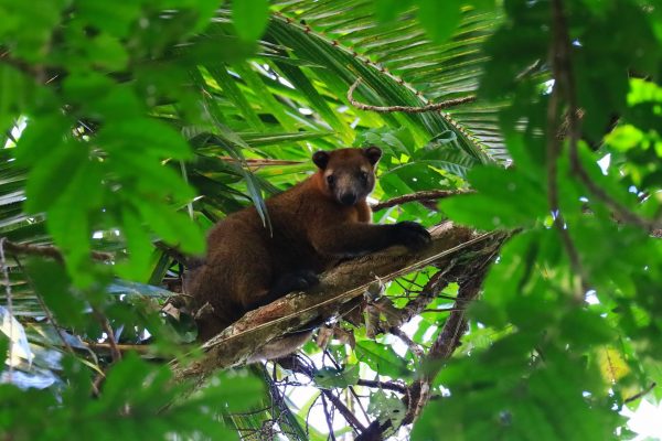 Bennetts Tree Kangaroo (© Tina Redmond)