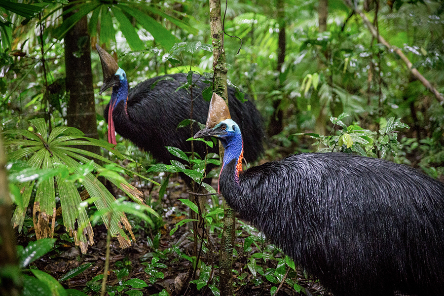 Southern Cassowary © Martin Stringer Photography