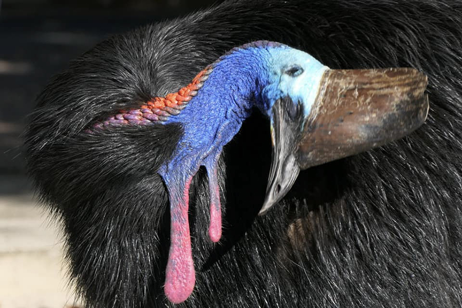 Evolution of Cassowaries (© Emily Silverstone)