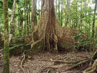 5 Global Reforestation Programs - News - Rainforest Rescue