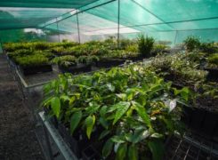 Our new Native Nursery nears completion 