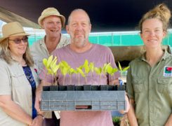 First shoots of the Green Economy in Daintree