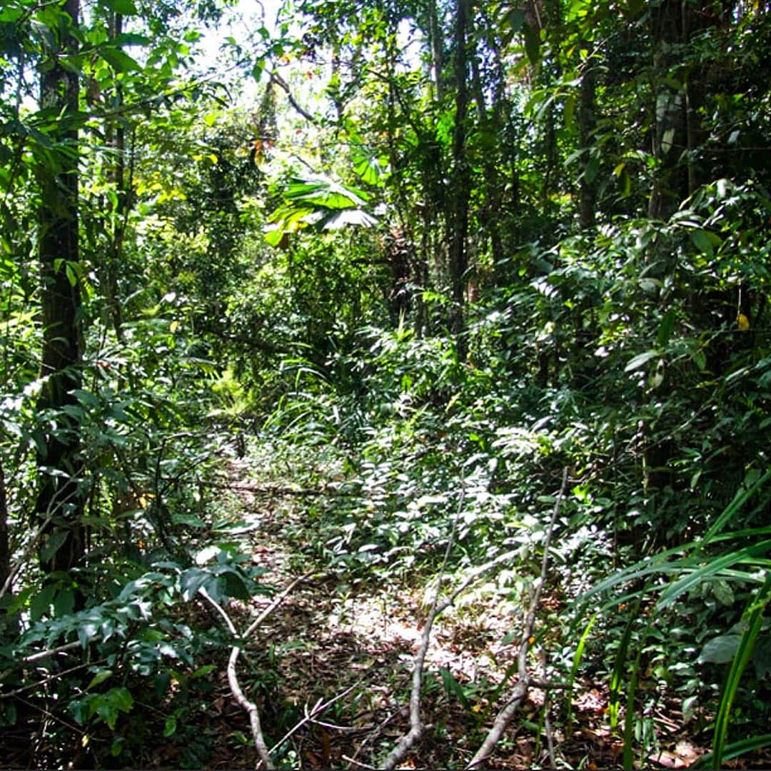 Revisiting our first rescue of Daintree rainforest