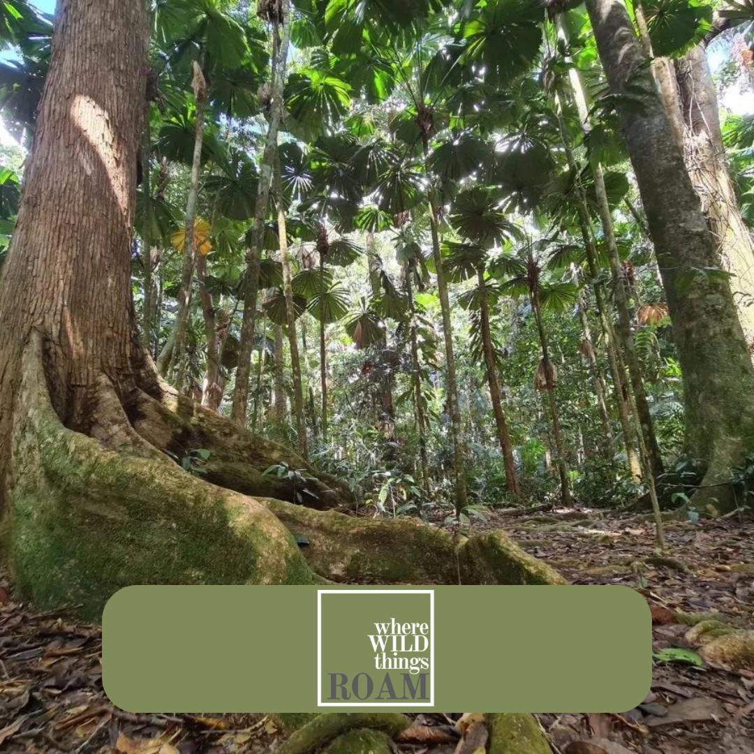 roam-wild-in-the-daintree-rainforest-region