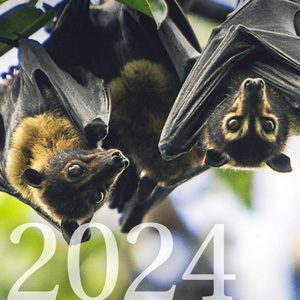 Rainforest Rescue 2024 Annual Report – Cover Image