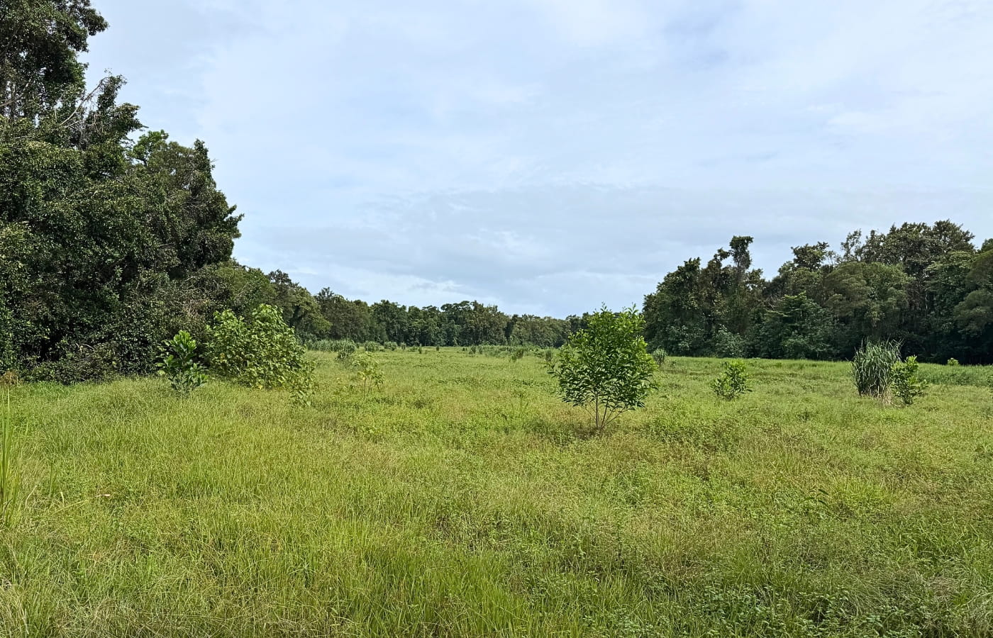 rainforest-rescue_daintree-oxbow_invasive-grass rainforest-rescue_daintree-oxbow_invasive-grass