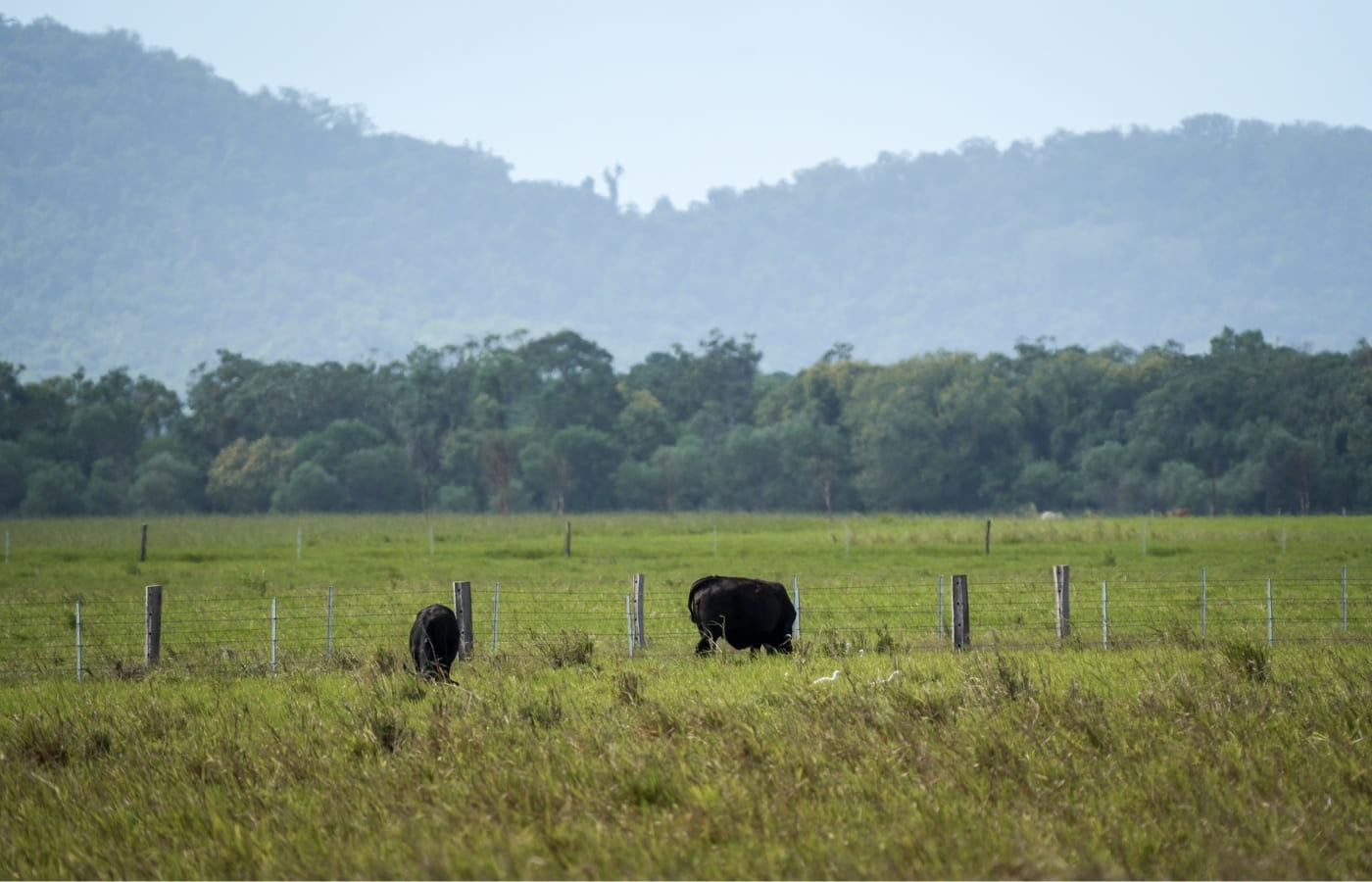 appeal-page_cattle-farming appeal-page_cattle-farming